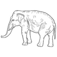 Image showing Sketch a large African elephant on white background. illustration