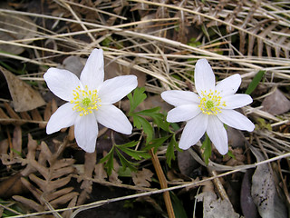 Image showing Flowers