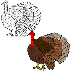 Image showing Sketch black turkey on a white background. illustration.