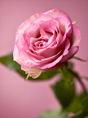 Image showing beautiful pink rose