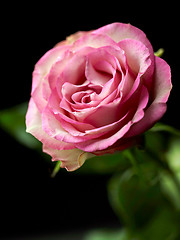 Image showing beautiful pink rose