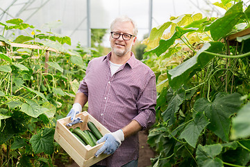 Image showing old man picking cucumbers up at farm greenhouse