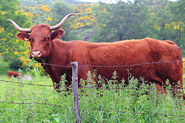 Image showing Salers cow