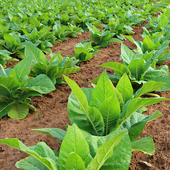 Image showing Tobacco plantation