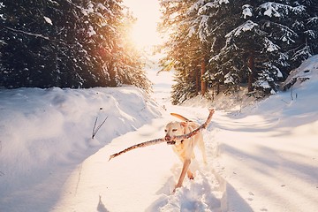 Image showing Dog in winter nature