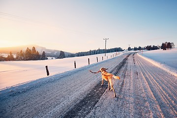 Image showing Dog on the winter road