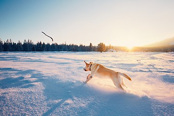 Image showing Dog in winter nature