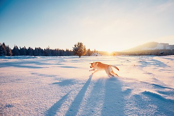 Image showing Dog in winter nature