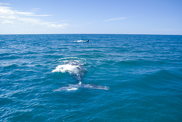 Image showing Whales in Argentina
