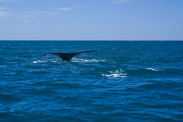 Image showing Tail of whale in sea