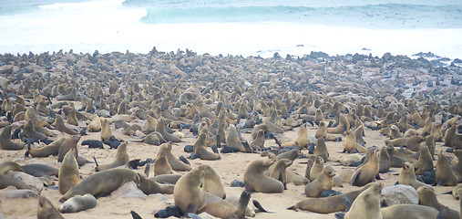 Image showing Seals at Cape Cross