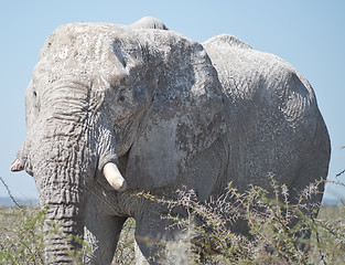 Image showing old elephant