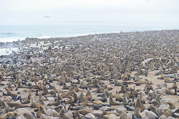 Image showing Seals at Cape Cross