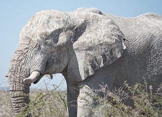 Image showing old elephant