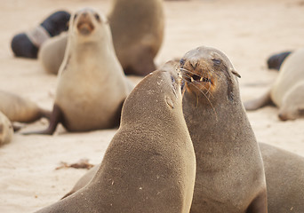 Image showing Seals at Cape Cross