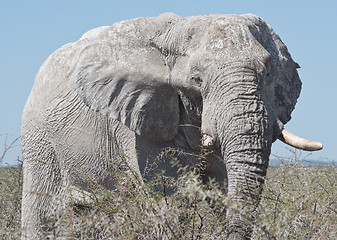 Image showing old elephant