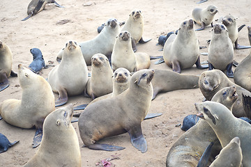 Image showing Seals at Cape Cross