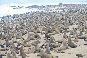 Image showing Seals at Cape Cross