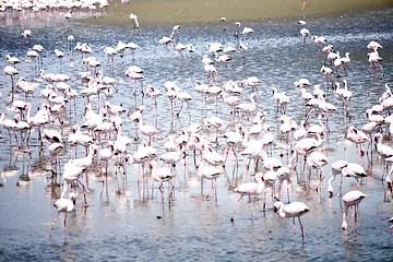 Image showing Flamingoes