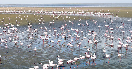 Image showing Flamingoes