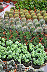 Image showing Group of small cactus in the pot