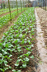 Image showing Vegetable Farms in Cameron Highlands