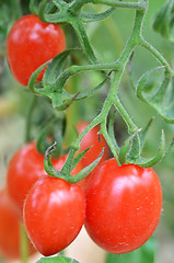 Image showing Fresh red tomatoes