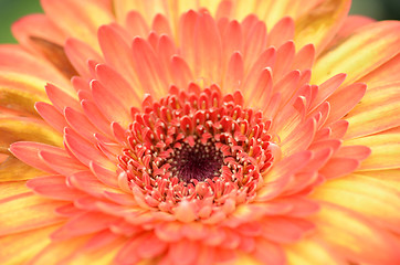 Image showing Gerbera flower in a garden