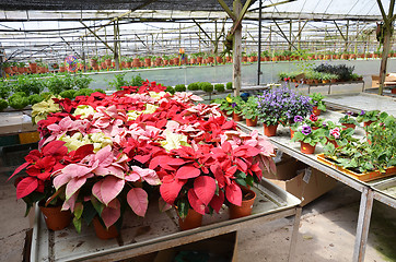 Image showing Greenhouse for variety of flowers