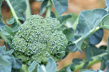 Image showing Raw broccoli in the farm