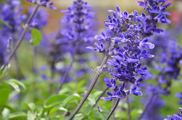 Image showing Blooming blue bugleweeds Ajuga