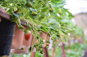 Image showing Fresh strawberries that are grown in greenhouses