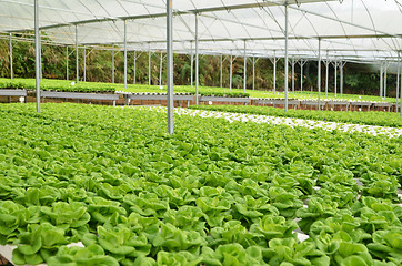 Image showing Commercial greenhouse soilless cultivation of vegetables