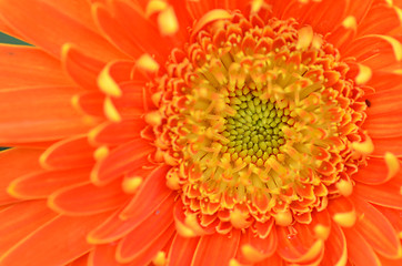 Image showing Gerbera flower in a garden