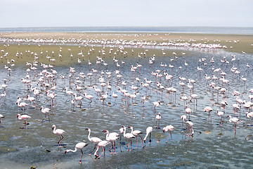 Image showing Flamingoes