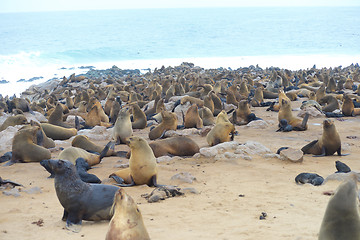 Image showing Seals at Cape Cross