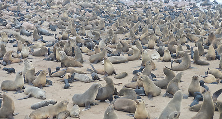 Image showing Seals at Cape Cross