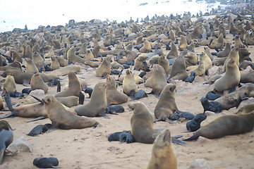 Image showing Seals at Cape Cross