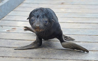 Image showing Baby seal