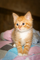 Image showing Tabby ginger kitten