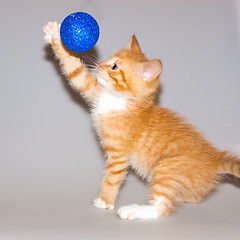 Image showing Ginger kitten playing