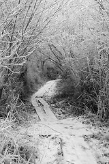 Image showing Path in winter forrest