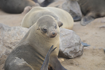 Image showing Seals at Cape Cross