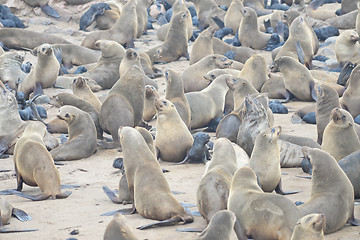 Image showing Seals at Cape Cross