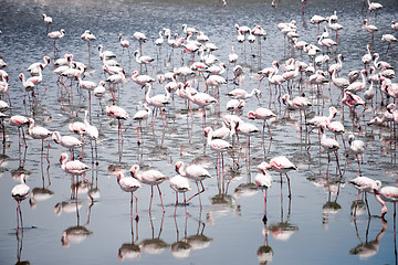 Image showing Flamingoes