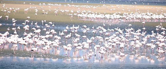 Image showing Flamingoes