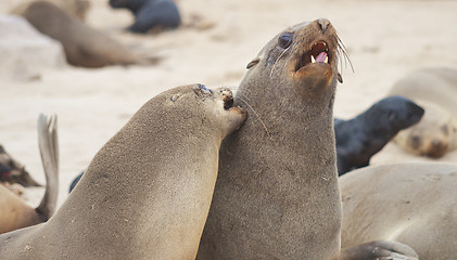 Image showing Seals at Cape Cross