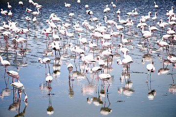 Image showing Flamingoes