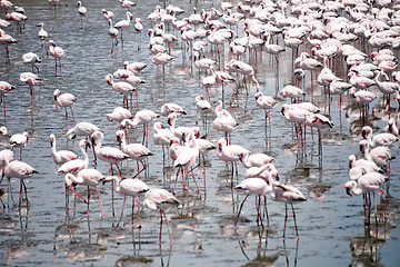 Image showing Flamingoes