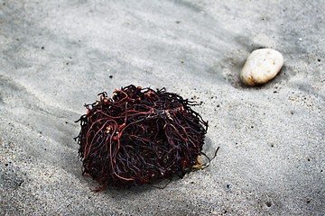 Image showing Seaweed Roots